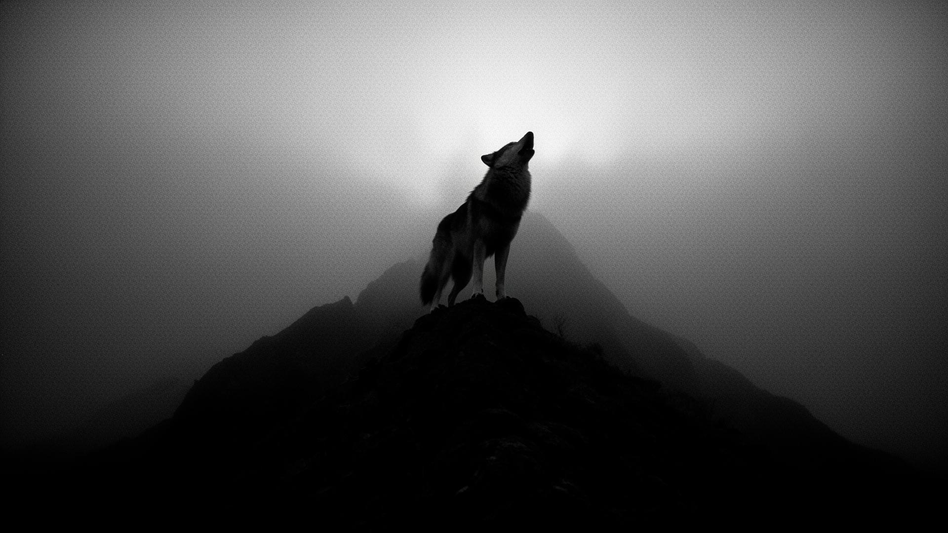 Lone wolf howling on a mountain
